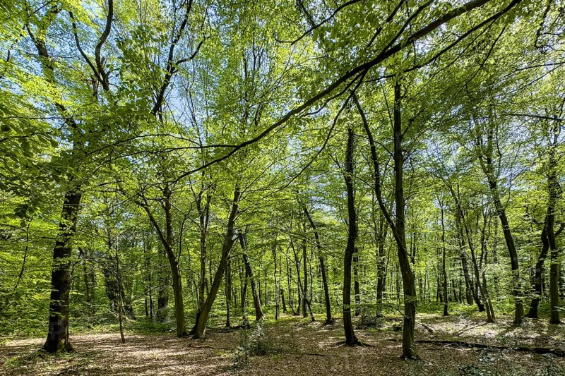 Beech forest beeches (Fagus) trees deciduous trees sprout leaves in green mixed deciduous forest in May spring, Kirchheller Heide, Kirchhellen, North Rhine-Westphalia, Germany, Europe