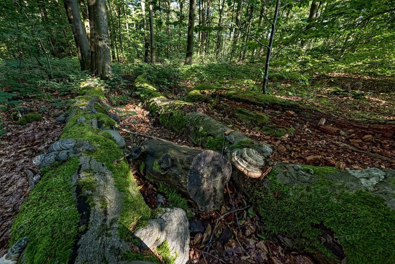 Dead common beeches (Fagus sylvatica), dead wood, moss, Tinder Fungus (Fomes fomentarius), beech forest, Hoherodskopf summit, Tertiary volcano, Schotten, Vogelsberg Volcanic Region nature park Park, Hesse, Germany, Europe