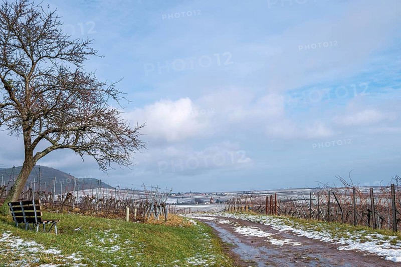 Winter in the Southern Palatinate, Weinfelder, Palatinate, Rhineland-Palatinate, Germany, Europe