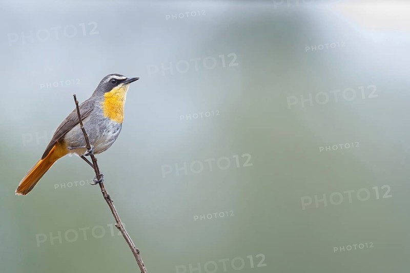 Cossypha caffra, family of flycatchers, Underberg surroundings, Underberg, KwaZulu-Natal, South Africa, Africa