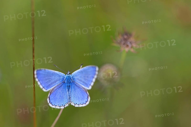 Adonis blue (Lysandra bellargus), butterfly, macro, insect, insects, Kaiserstuhl, Baden-Württemberg, Germany, Europe