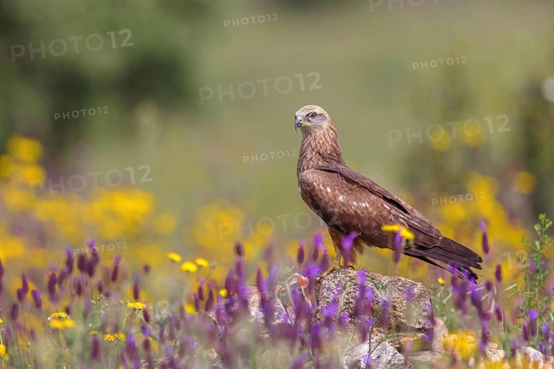 Black kite (Milvus migrans), perching station, Hides De Calera / Steppe Raptors, Nussloch, Castilla La Mancha / Toledo, Germany, Europe