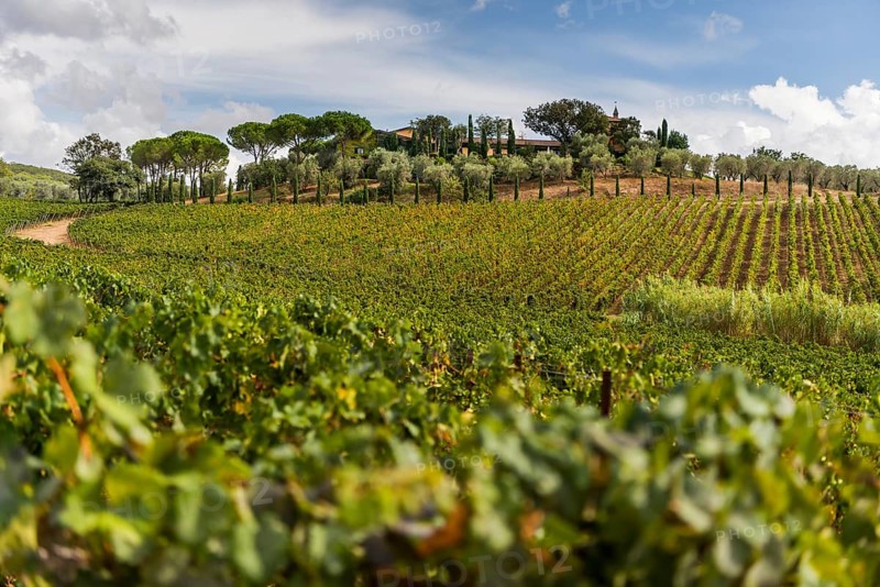 Vine, viticulture, agriculture, agribusiness, winegrower, wine, red wine, plantation, Suvereto, Tuscany, Italy, Europe