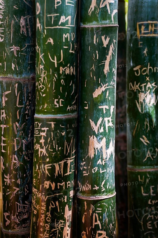 Bamboo, trunk with carved signs, message, plant, Marrakech, Morocco, Africa