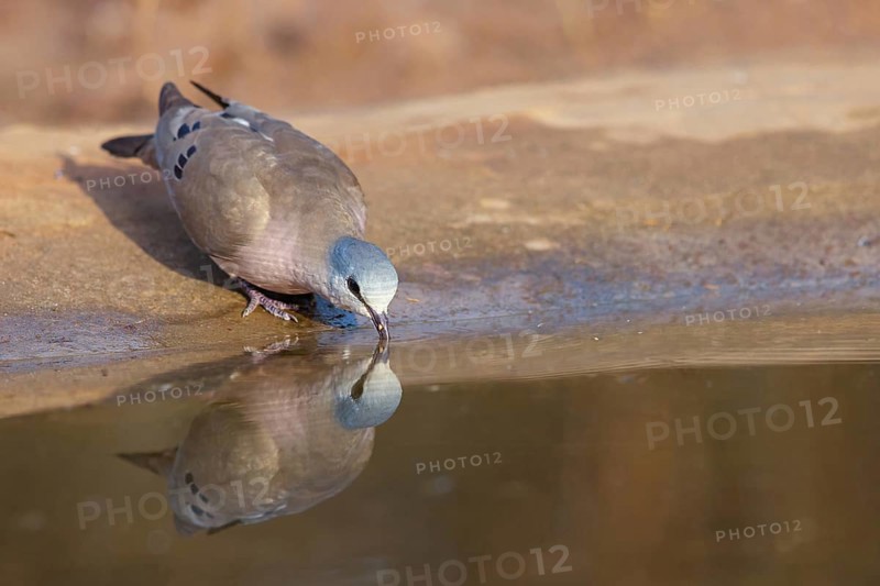 Black-billed wood dove (Turtur abyssinicus), drinking water, Tendaba camp / Tendaba photo hid, Kwinella, South Bank, Gambia, Africa