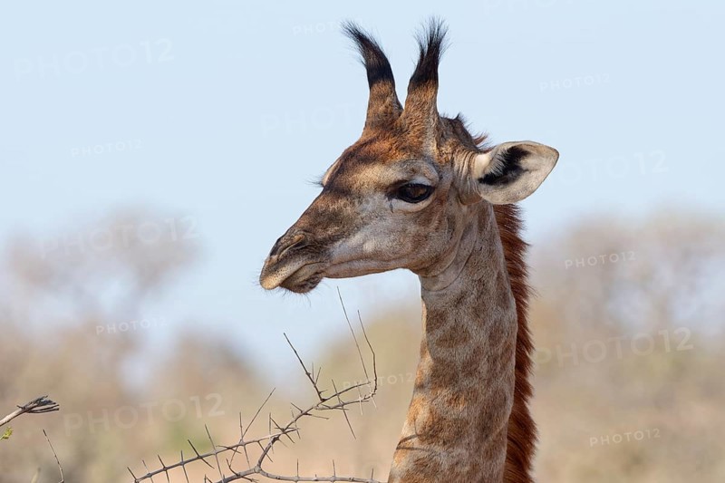 South African giraffe (Giraffa camelopardalis giraffa), young animal, animal portrait, head close-up, Kruger National Park, South Africa, Africa