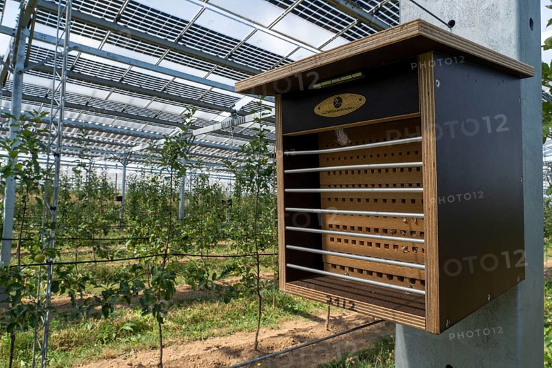 Agri-photovoltaic test plant, an apple orchard with two different systems of PV modules was roofed over 3000 square metres, rain and sunlight comes through, at the same time protection against hail and heavy rain, next to it are the same trees but without a solar roof, as a comparison object, how the PV roof affects the trees and harvest, the field test is accompanied by the Fraunhofer Institute for Solar Energy Systems ISE, in Grafschaft-Gelsdorf, Rhineland-Palatinate, Germany, Europe