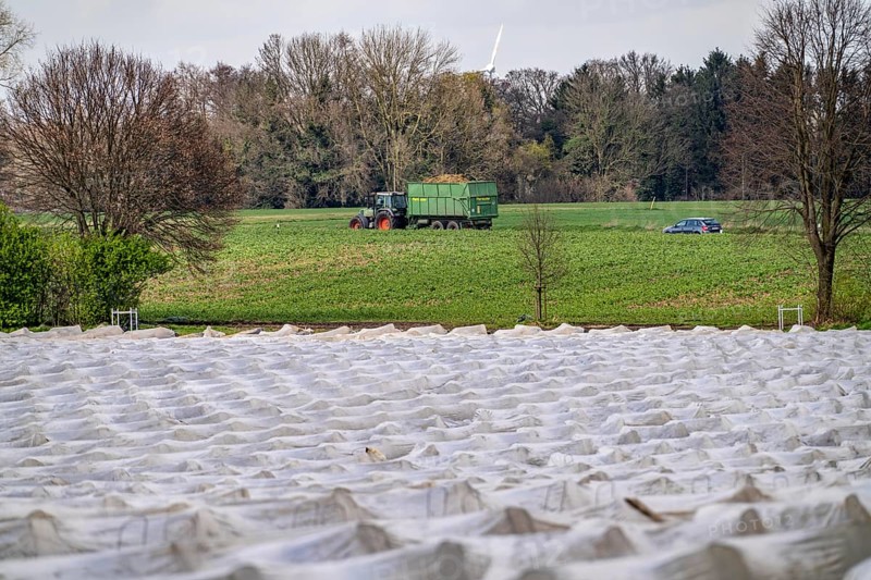 Asparagus fields, asparagus stems under foil, for faster growth, near Kirchhellen, district of Bottrop, North Rhine-Westphalia, Germany, Europe