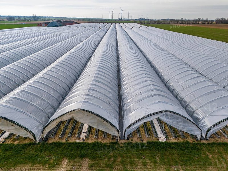 Open field strawberry cultivation in a foil greenhouse, young strawberry plants growing, near Erkelenz Rhineland, North Rhine-Westphalia, Germany, Europe