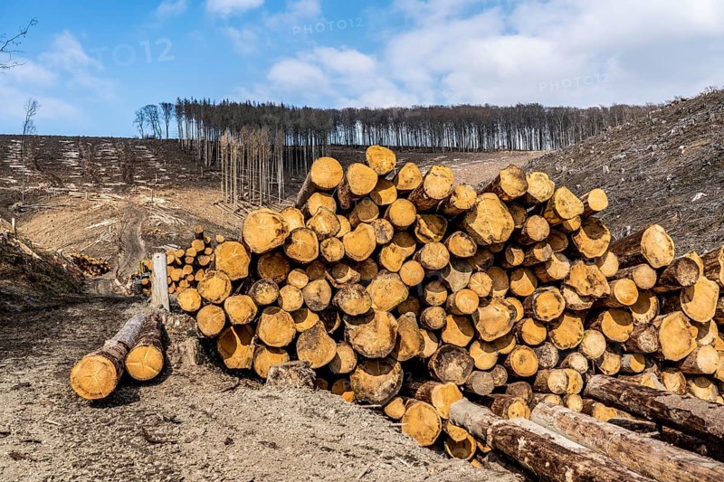 Cleared forest area north of the village of Öventrop, district of Arnsberg, dead spruce stands were felled, dead trees due to bark beetle infestation, Arnsberg Forest, North Rhine-Westphalia, Germany, Europe