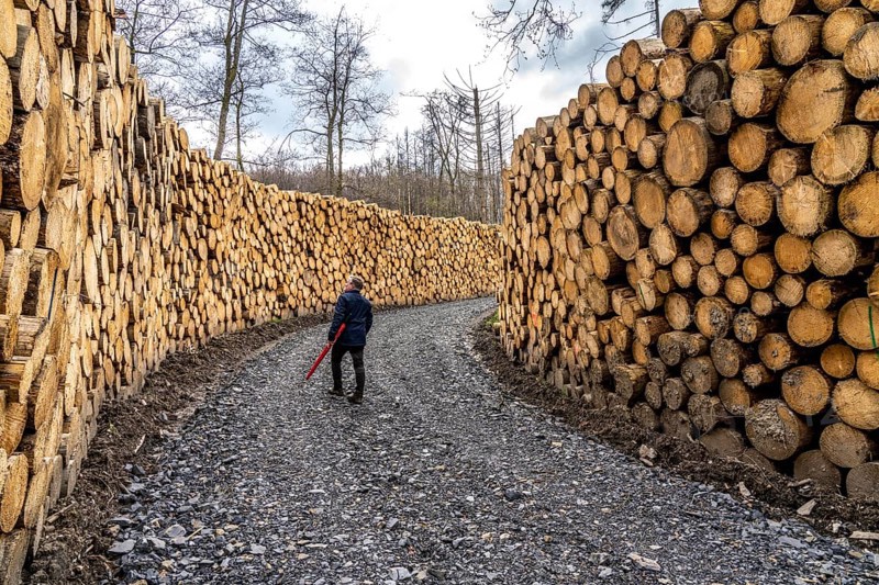Felled, stacked spruce trunks, forest dieback in the Arnsberg Forest nature park Park, over 70 per cent of the spruce trees are diseased, damaged, mostly by the bark beetle, which was able to spread due to drought and heat, climate change, near Hirschberg, North Rhine-Westphalia, Germany, Europe