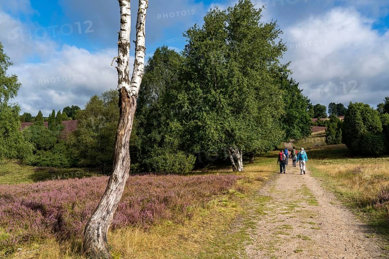 Flowering heath, heather and juniper bushes, near Wilseder Berg, in the Lüneburg Heath nature reserve, Lower Saxony, Germany, Europe