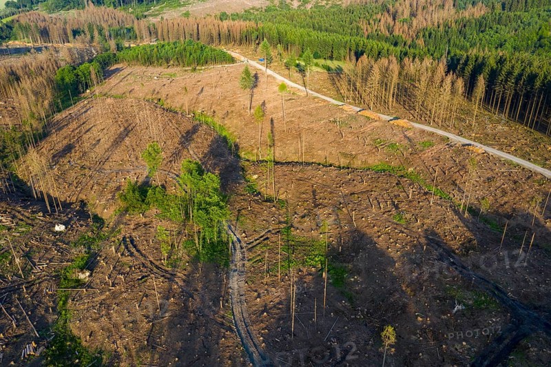 Forest dieback in the Arnsberg Forest nature park Park, cleared areas, over 70 per cent of the spruce trees are dead or diseased, damaged, mostly by the bark beetle, which was able to spread due to drought and heat, climate change, attempts are being made to adapt the forest to climate change by replanting other tree species, near Hirschberg, North Rhine-Westphalia, Germany, Europe
