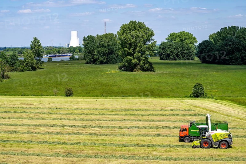 Hay harvest, on a Rhine meadow near Duisburg-Beeckerwerth, a forage harvester picks up the cut grass, which was piled up in strips after cutting, and loads it into a silage wagon, cattle feed, in the background the STEAG power plant Walsum, North Rhine-Westphalia, Germany, Europe