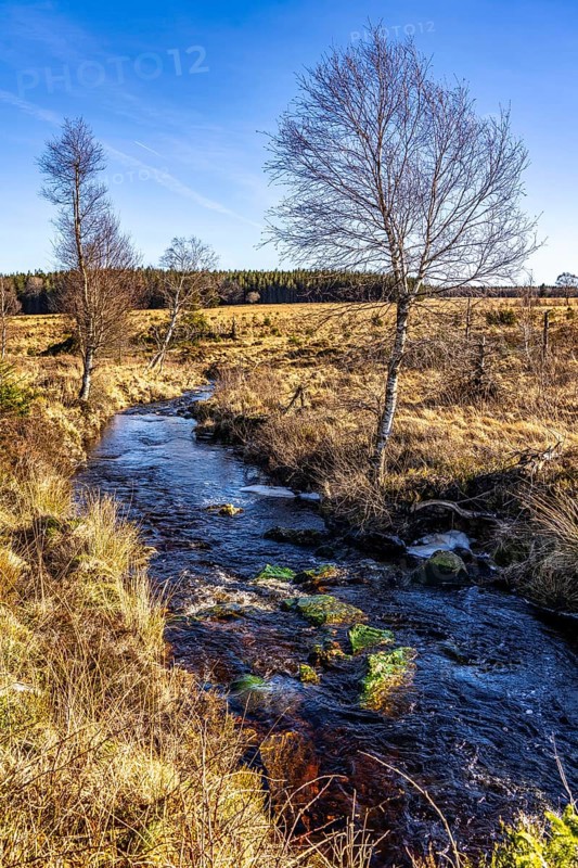 Stream in the High Fens, raised bog, in the Eifel and Ardennes region, High Fens-Eifel nature park Park, north-east of Baraque Michel, Belgium, Wallonia, Europe