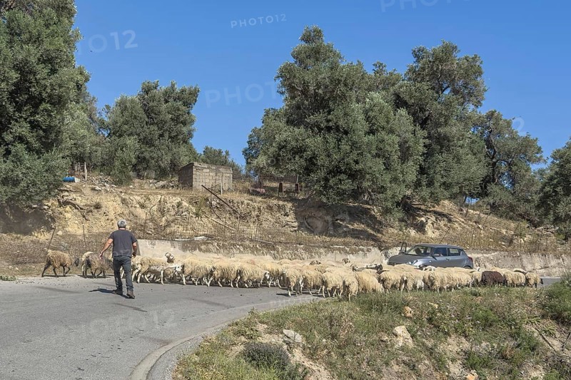 Flock of sheep running sheep running in front of shepherd on blocking road small country road blocking enclosing car car traffic, Crete, Greece, Europe