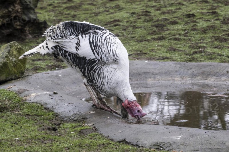 Cröllwitz turkeys (Meleagris gallopavo f. domestica), Tierpark Nordhorn, Lower Saxony, Germany, Europe