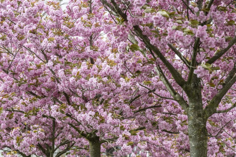 Japanese flowering cherry (Prunus serrulata Kanzan), Emsland, Lower Saxony, Germany, Europe