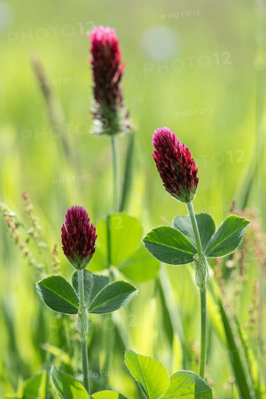 Incarnate clover (Trifolium incarnatum), Emsland, Lower Saxony, Germany, Europe