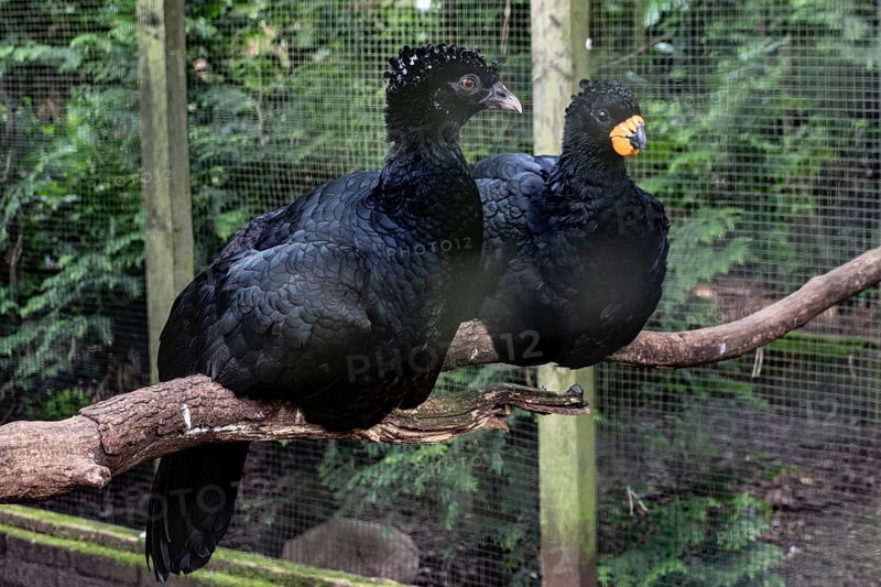 Red-billed curassow (Crax blumenbachii), Walsrode Bird Park, Lower Saxony, Germany, Europe