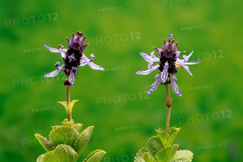 Piss-off plant (Plectranthus ornatus), cat repellent, flowering, Elllerstadt, Germany, Europe