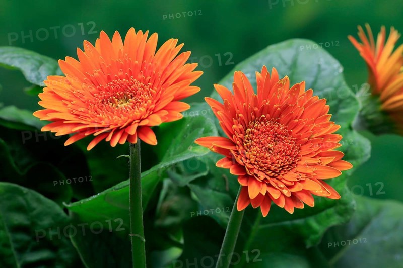 Gerbera (Gerbera), blooming, flowers, orange, Ellerstadt, Germany, Europe