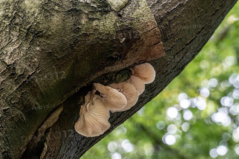 Ringed beech slime moulds (Oudemansiella mucida) on old copper beech (Fagus sylvatica), Emsland, Lower Saxony, Germany, Europe
