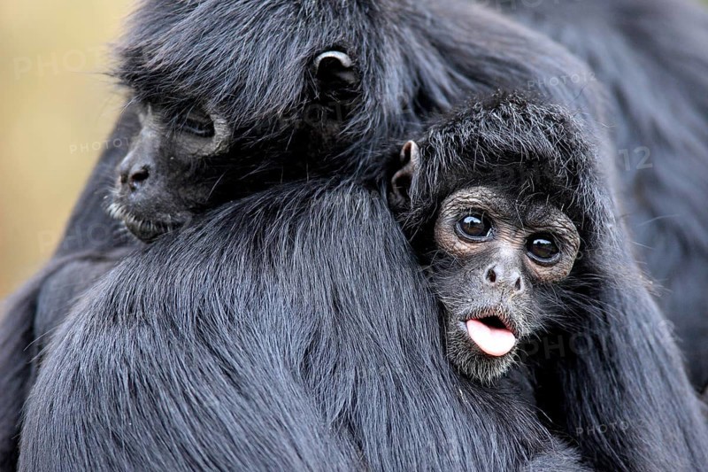 Brown-headed spider monkey, (Ateles fusciceps robustus), adult, portrait, two animals, social behaviour, sticks out tongue, South America