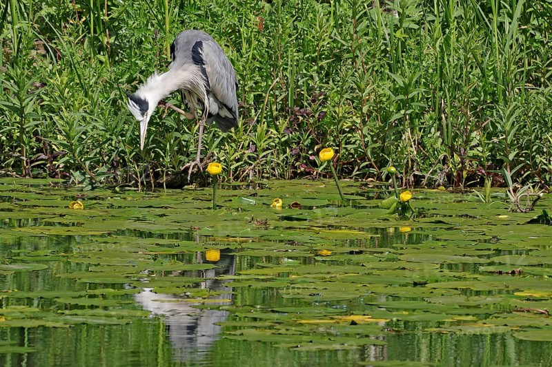 A heron stands on the shore of a lake with water lilies, the water reflects its shape, Forth and Clyde Canal, Scotland, Great Britain