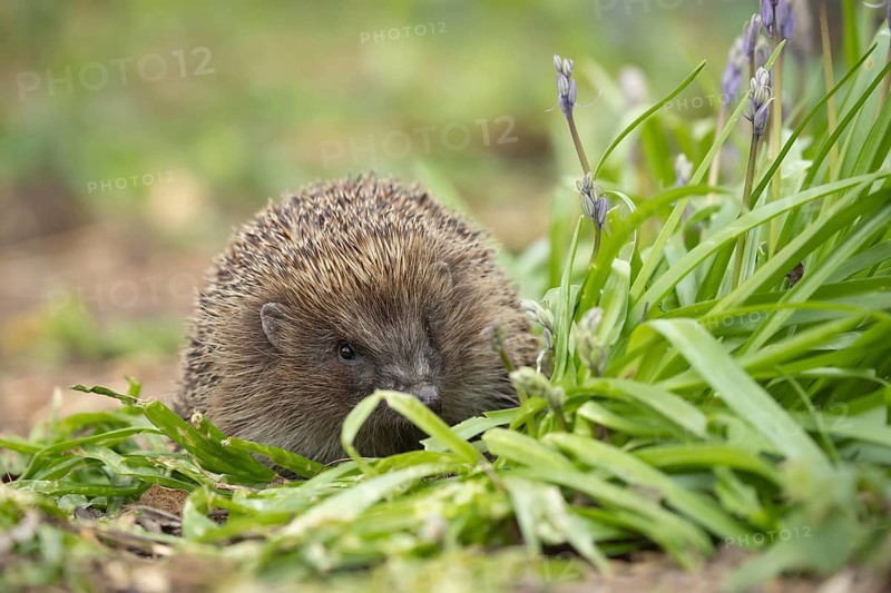 European hedgehog (Erinaceus europaeus) adult animal walking by flowering Bluebells in the spring, Suffolk, England, United Kingdom, Europe