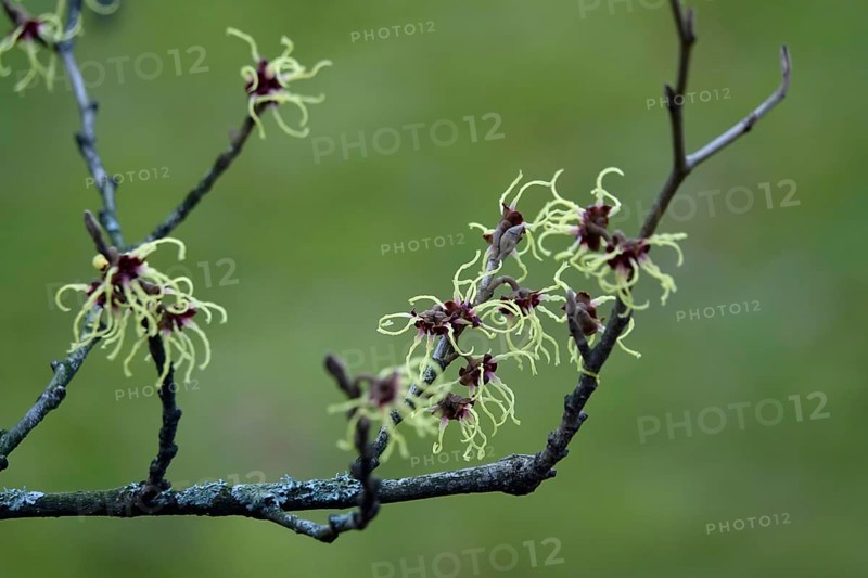 Witch-hazel (Hamamelis), February, Germany, Europe