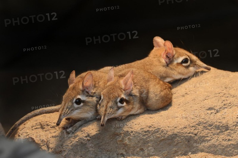 Red-brown elephant shrew or red-brown trunked shrew (Galegeeska rufescens, Elephantulus rufescens), captive, occurring in East Africa