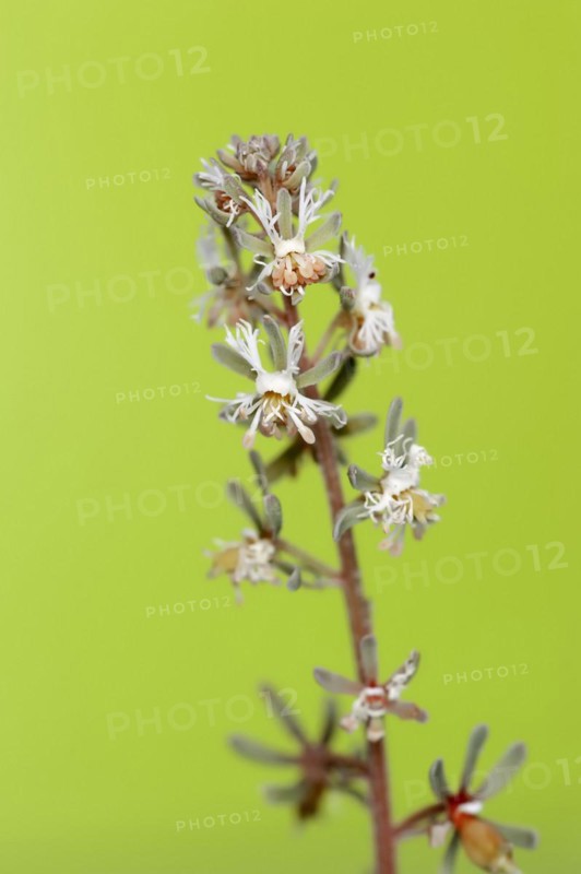 Small Reseda or corn mignonette (Reseda phyteuma), flowers, Provence, southern France