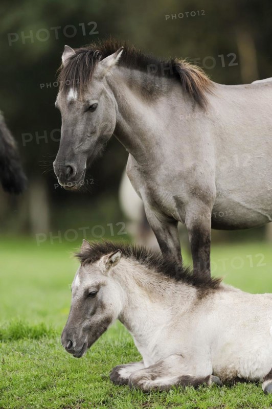 Dülmener Wildpferd, mare with foal, Merfelder Bruch, Dülmen, North Rhine-Westphalia, Germany, Europe