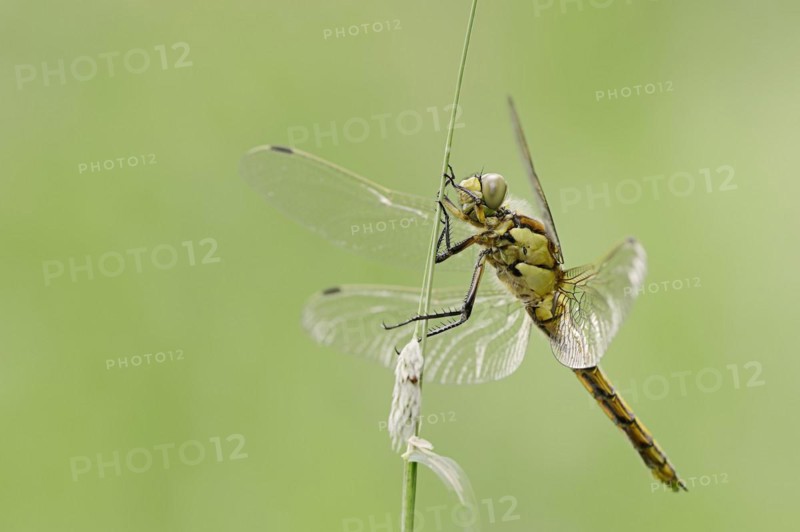 Black-tailed skimmer (Orthetrum cancellatum), female, North Rhine-Westphalia, Germany, Europe