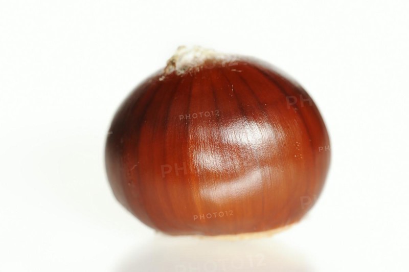 Sweet chestnut or sweet chestnut (Castanea sativa), fruit, chestnut on a white background