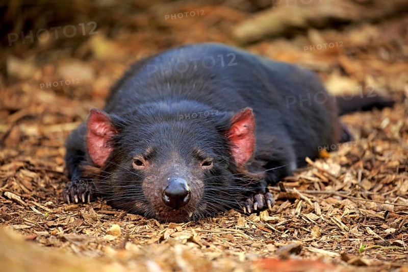 Tasmanian devil, marsupial devil (Sarcophilus harrisii), adult portrait, Mount Lofty, South Autralia, Australia, Oceania