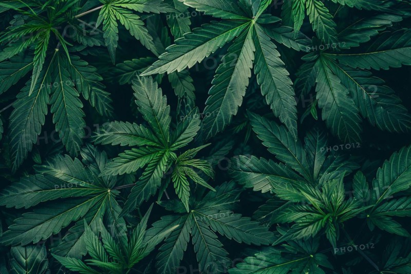 Top view of Cannabis plants. KI generiert, generiert AI generated