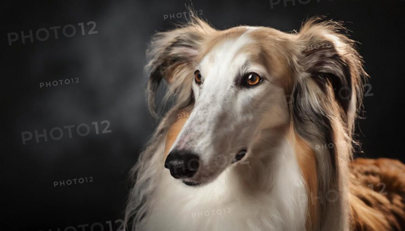 Pets, dog, borzoi, greyhound, recognised Russian dog breed, AI-generated, AI-generated, AI generated