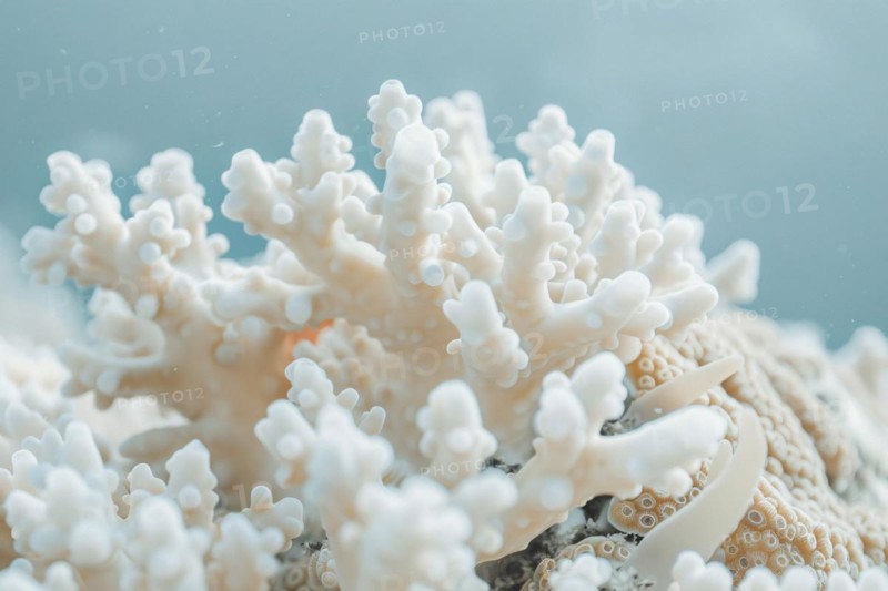White bleached coral reef caused by change in ocean temperature. KI generiert, generiert, AI generated