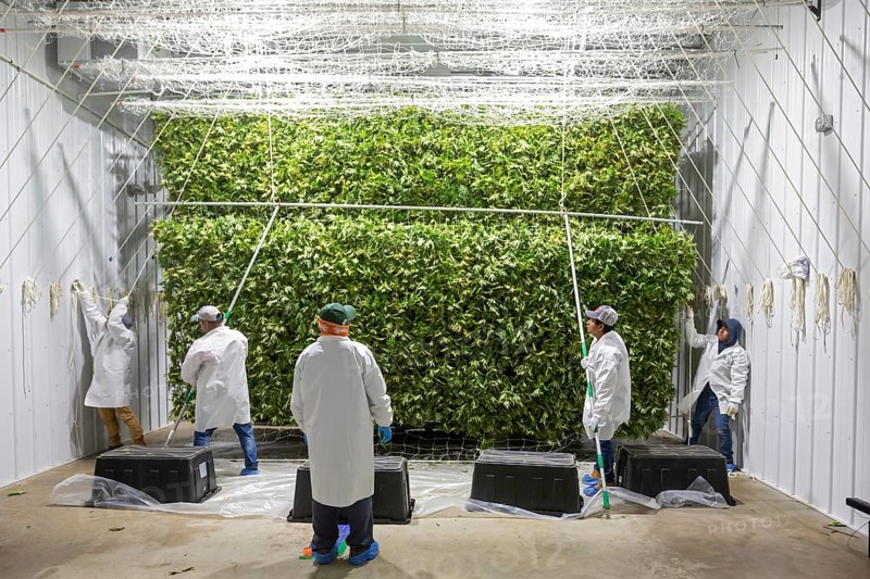 Paw Paw, Michigan, Migrant farmworkers at Grasshopper Farms hang the newly-harvested cannabis on nets to dry