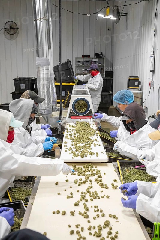 Paw Paw, Michigan, Migrant farmworkers at Grasshopper Farms trim the buds of the newly-harvested cannabis crop