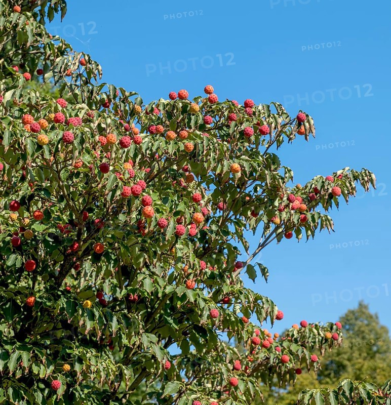 Japanese flowering dogwood (Cornus kousa), fruits, Münsterland, North Rhine-Westphalia, Germany, Europe