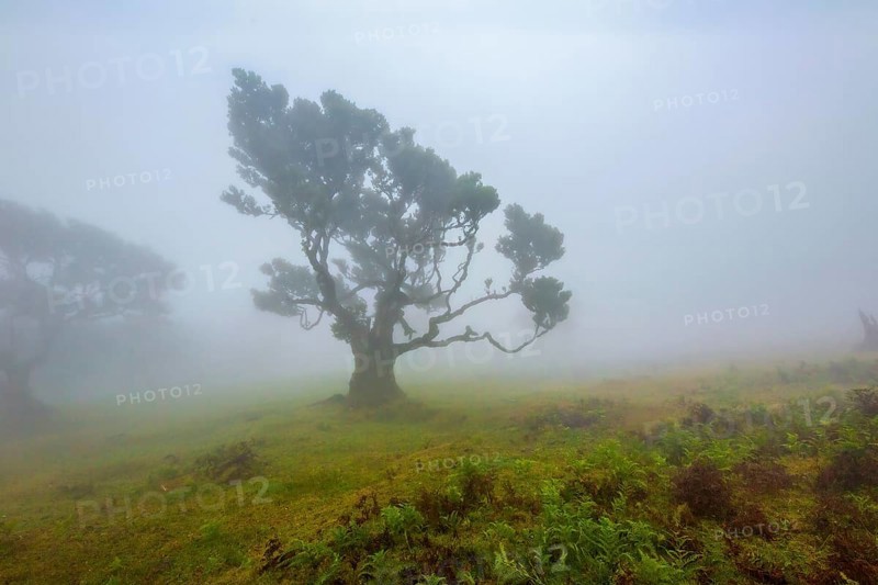Einzelner Baum in einer nebligen und mystischen Landschaft, die eine ruhige Atmosphäre ausstrahlt, Lorbeerwald, Fanal, Madeira