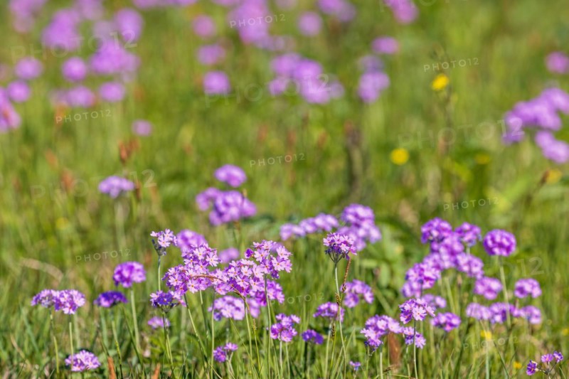 Bird's-eye primrose (Primula farinosa) in bloom on a meadow