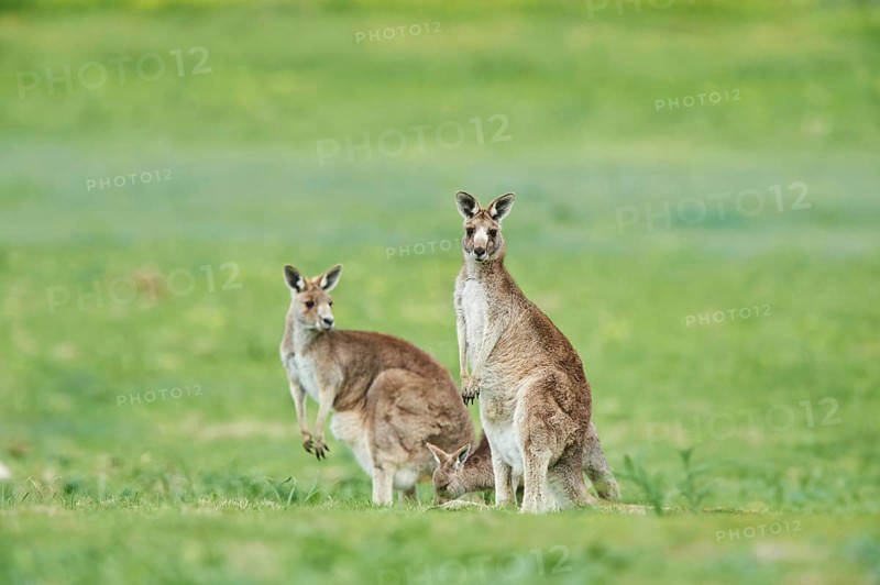 Close-up of eastern grey kangaroos (Macropus giganteus) wildlife on a meadow in Australia