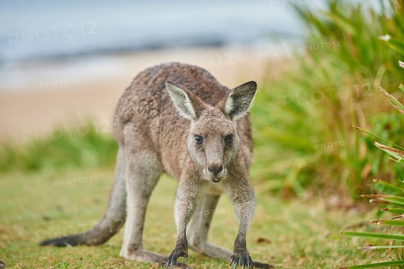 Close-up of an eastern grey kangaroo (Macropus giganteus) wildlife on a meadow in Australia