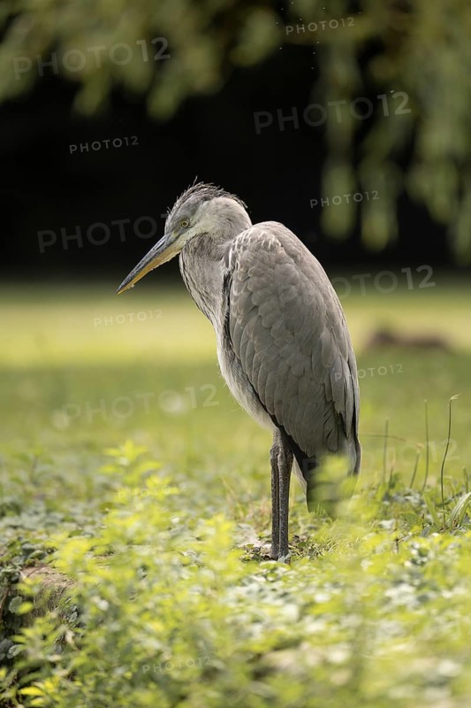 Grey heron (Ardea cinerea), standing, looking diagonally downwards, profile view, close-up, grass, meadow, green, background black and green, Dortmund, Germany, Europe