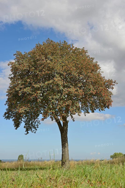 Deciduous tree, rowan (Sorbus aria) with fruit, solitary tree, blue cloudy sky, North Rhine-Westphalia, Germany, Europe