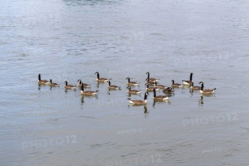 Canada geese (Branta canadensis), group, Baden-Württemberg, Germany, Europe